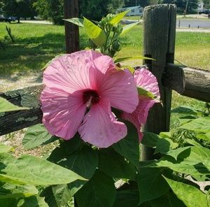 Meet your Posher, Eutona